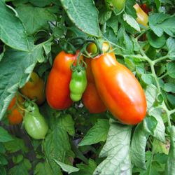 San Marzano Tomatoes in Our Garden - Recipe photo by Andrea's Recipes