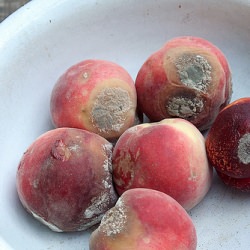 Stop Food Waste - Recipe photo by winosandfoodies