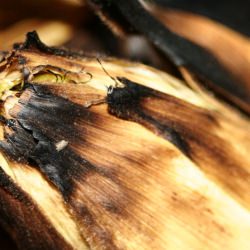 Grilled Corn - Recipe photo by jeni