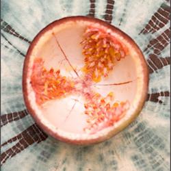 Passion Fruit - Recipe photo by Coffee and Vanilla