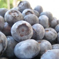 Blueberries - Recipe photo by _ts-eatingclubvancouver