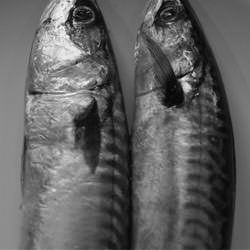 Fresh Mackerel - Recipe photo by justcookit