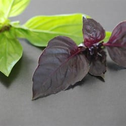 Thai Basil - Recipe photo by cookthink