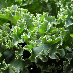 Kale from the Farmer's Market - Recipe photo by toxobread