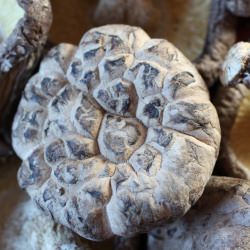 Dried Chinese Black Mushrooms - Recipe photo by Food Gal
