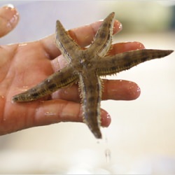 Star Fish - Recipe photo by rasamalaysia