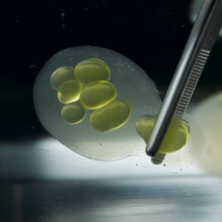 Liquid Tomato, Olive Oil Salad - Recipe photo by madridlab