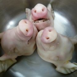 Pigs Head Terrine - Recipe photo by madridlab