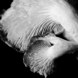 Oyster Mushroom - Recipe photo by tastypalettes