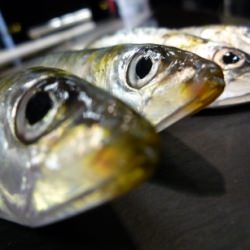 Sardines, King of the Sea - Recipe photo by madridlab