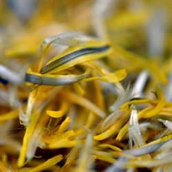 A Dandy Harvest - Recipe photo by langdoncook