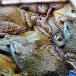 Bullfrog……The other white meat! - Recipe photo by madridlab