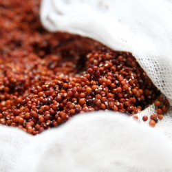 Ragi (Finger Millet) Sprouts - Recipe photo by dk