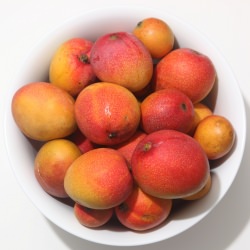 Mango Sorbet - Recipe photo by mcarter