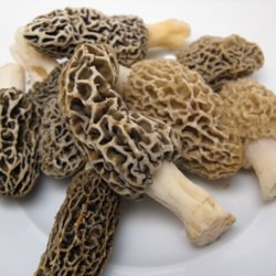 Fresh Morels - Recipe photo by katbaro