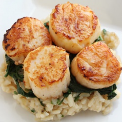 Seared Scallops over Wilted Spinach - Recipe photo by ginaswwrecipes