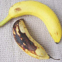 Banana and Plantain – Fruit or Herb - Recipe photo by escapetofood