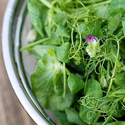 Sauteed Snow Pea Shoots - Recipe photo by kaweah