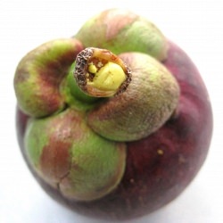 Mangosteen - Recipe photo by me_hungry