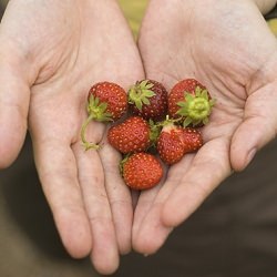 Strawberry Sherbert - Recipe photo by Coco Bean
