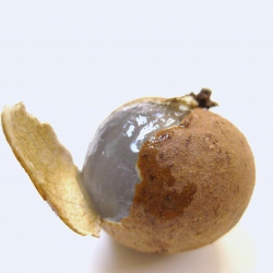Longan - Recipe photo by me_hungry