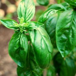 Fresh Basil - Recipe photo by RedGwen