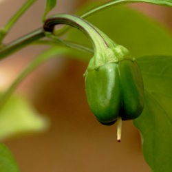 A Green Bell Pepper as a Baby - Recipe photo by please pass the pie