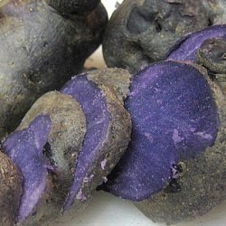 Purple Potatoes for Salad - Recipe photo by hapabento