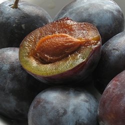 Italian Plum Cake - Recipe photo by nylorij