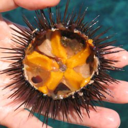 Fresh Sea Urchin - Recipe photo by frenchietbd