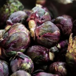 Red Rubine Sprouts - Recipe photo by Jules