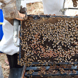 Kangaroo Island Honey - Recipe photo by NativeFoodWine