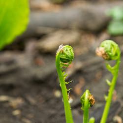 Forage and Feast - Recipe photo by norecipes