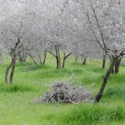Tuscany Olive Trees - Recipe photo by NativeFoodWine