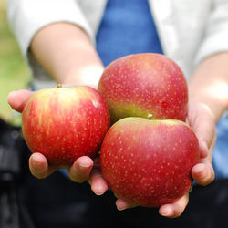 Bilpin Mountain Apples - Recipe photo by foodwink