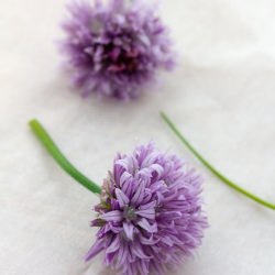 Chive Blossom Tempura - Recipe photo by veggiebelly