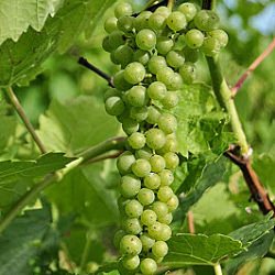 Grapes, Snow Farm Vineyard - Recipe photo by whiskwriterepeat