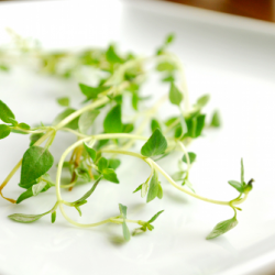 Thyme for Chicken Cordon Bleu - Recipe photo by asweetpeachef