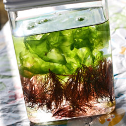 Austin Sea Veggies - Recipe photo by stetted