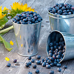 Blueberry-Ginger Cobbler Cake - Recipe photo by alacarte