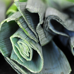 Spinach, Leek and Potato Soup - Recipe photo by allfourburners