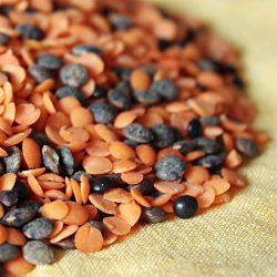 Lentil Colors - Recipe photo by len