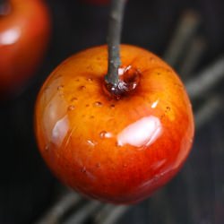 Maple Candied Apples - Recipe photo by sprinklebakes