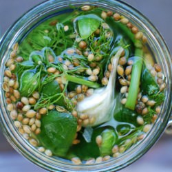 Kosher Dill Pickles - Recipe photo by Kitchen Konfidence