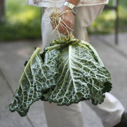 Cabbage - Recipe photo by figtestkitchen