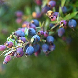 Mirto, a Sardinian Liqueur - Recipe photo by Hank_Shaw