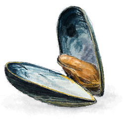 Mussels in White Wine - Recipe photo by jonroberts