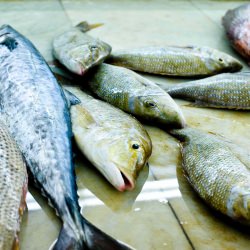 Buying Fresh Fish - Recipe photo by ChefandSteward