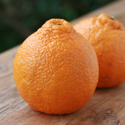 Sumo Citrus or Dekopon - Recipe photo by foodlibrarian