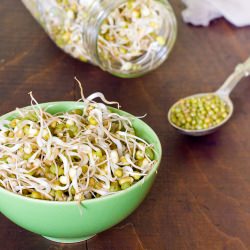 Home Grown Bean Sprouts - Recipe photo by acouplecooks